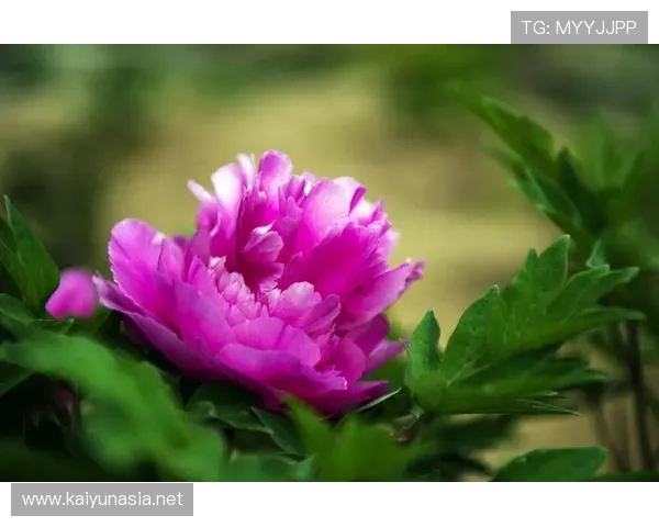 利用开运下载提升个人气场和运势，让你在关键时刻事事顺心如意